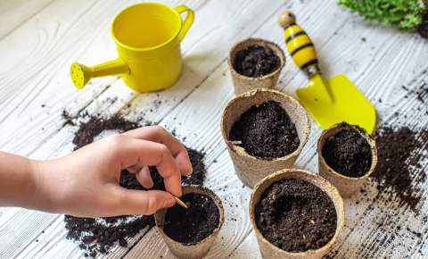 Planting a seed in a small pot